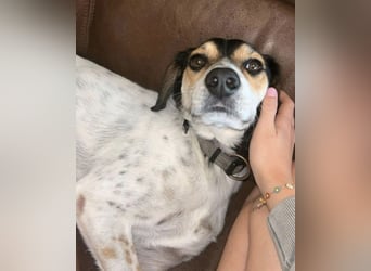 Rudi - English-Setter Mix