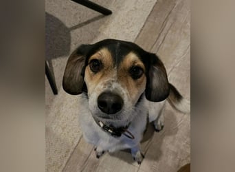 Rudi - English-Setter Mix