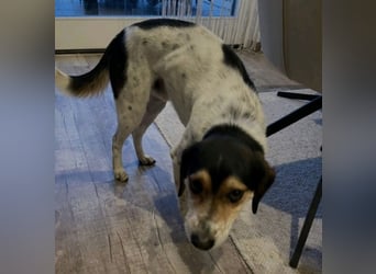 Rudi - English-Setter Mix
