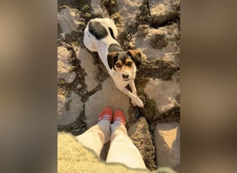 Rudi - English-Setter Mix