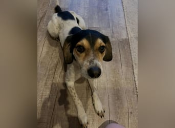 Rudi - English-Setter Mix