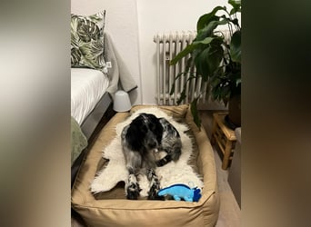 Vermittlungshilfe für Louka