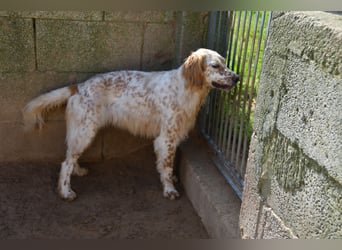 lieber Siro sucht sein Zuhause für immer