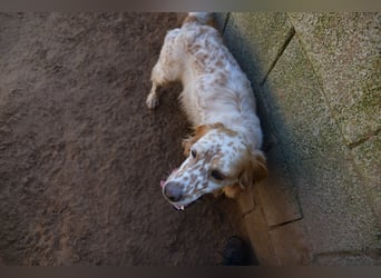 lieber Siro sucht sein Zuhause für immer