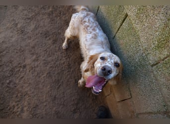 lieber Siro sucht sein Zuhause für immer