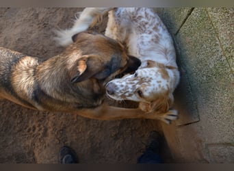 lieber Siro sucht sein Zuhause für immer