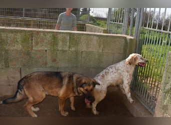 lieber Siro sucht sein Zuhause für immer