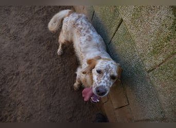 lieber Siro sucht sein Zuhause für immer