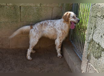 lieber Siro sucht sein Zuhause für immer