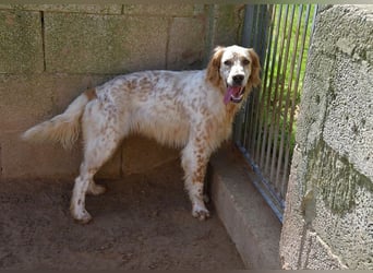 lieber Siro sucht sein Zuhause für immer