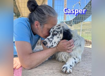 Casper, 03/24 - sensibler Setter sucht Familie