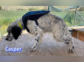 Casper, 03/24 - sensibler Setter sucht Familie
