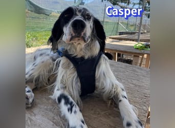 Casper, 03/24 - sensibler Setter sucht Familie