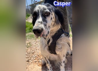 Casper, 03/24 - sensibler Setter sucht Familie