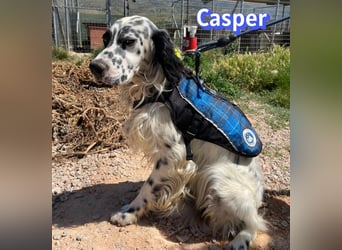 Casper, 03/24 - sensibler Setter sucht Familie