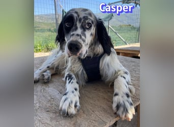 Casper, 03/24 - sensibler Setter sucht Familie