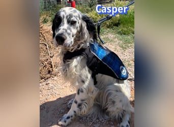 Casper, 03/24 - sensibler Setter sucht Familie