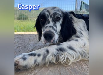 Casper, 03/24 - sensibler Setter sucht Familie