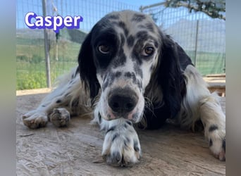 Casper, 03/24 - sensibler Setter sucht Familie
