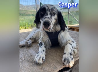 Casper, 03/24 - sensibler Setter sucht Familie