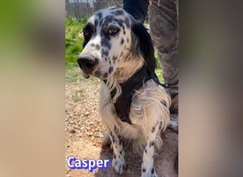 Casper, 03/24 - sensibler Setter sucht Familie