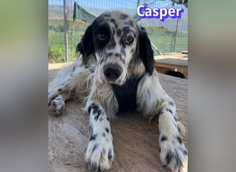 Casper, 03/24 - sensibler Setter sucht Familie