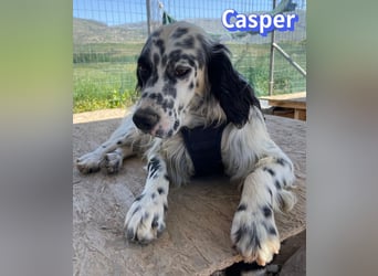 Casper, 03/24 - sensibler Setter sucht Familie