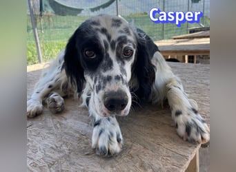Casper, 03/24 - sensibler Setter sucht Familie