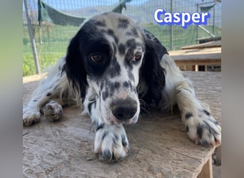 Casper, 03/24 - sensibler Setter sucht Familie