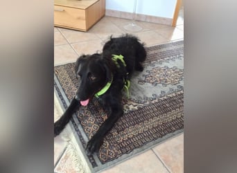 KIRA in der Eifel sucht neues aktives Zuhause