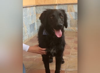 KIRA in der Eifel sucht neues aktives Zuhause