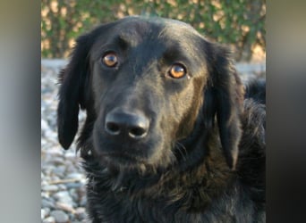 KIRA in der Eifel sucht neues aktives Zuhause