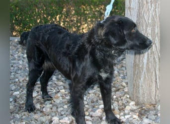 KIRA in der Eifel sucht neues aktives Zuhause