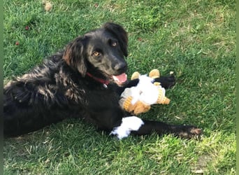 KIRA in der Eifel sucht neues aktives Zuhause