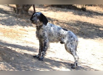 Azar - sensibler Setter sucht Geborgenheit