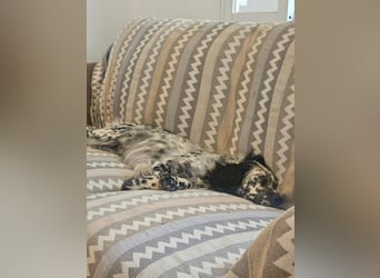 Azar - sensibler Setter sucht Geborgenheit