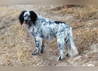 Azar - sensibler Setter sucht Geborgenheit