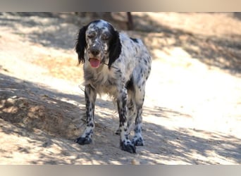 Azar - sensibler Setter sucht Geborgenheit