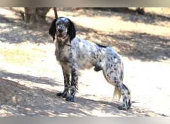 Azar - sensibler Setter sucht Geborgenheit