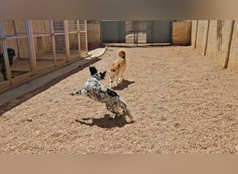 Azar - sensibler Setter sucht Geborgenheit