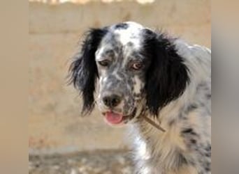 Azar - sensibler Setter sucht Geborgenheit