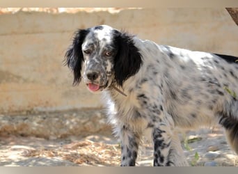 Azar - sensibler Setter sucht Geborgenheit