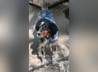 Hündin ANN sucht ihr Für-immer-Körbchen