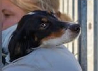 Geraldina - reserviert