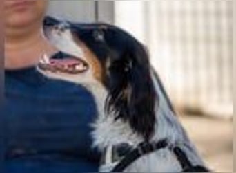 Geraldina - bald auf Pflegestelle in D