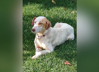 STELLA – sanfte Setter-Mischlingshündin sucht liebevolles Zuhause