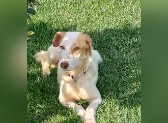 STELLA – sanfte Setter-Mischlingshündin sucht liebevolles Zuhause