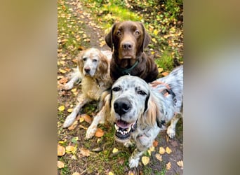 Vermittlungshilfe für Chase