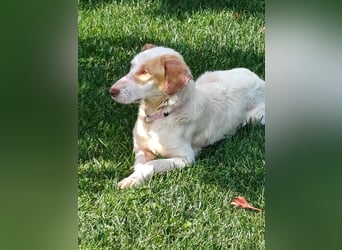 STELLA – sanfte Setter-Mischlingshündin sucht liebevolles Zuhause
