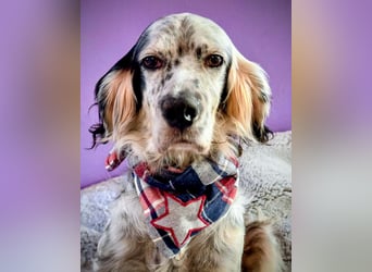 Vermittlungshilfe für Chase